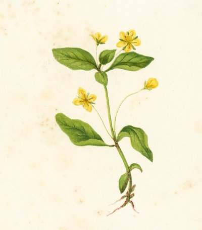 Wald-Felberich, Lysimachia Nemorum von English School